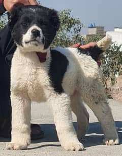 alabai dog' male age 3 month havey bone for sale