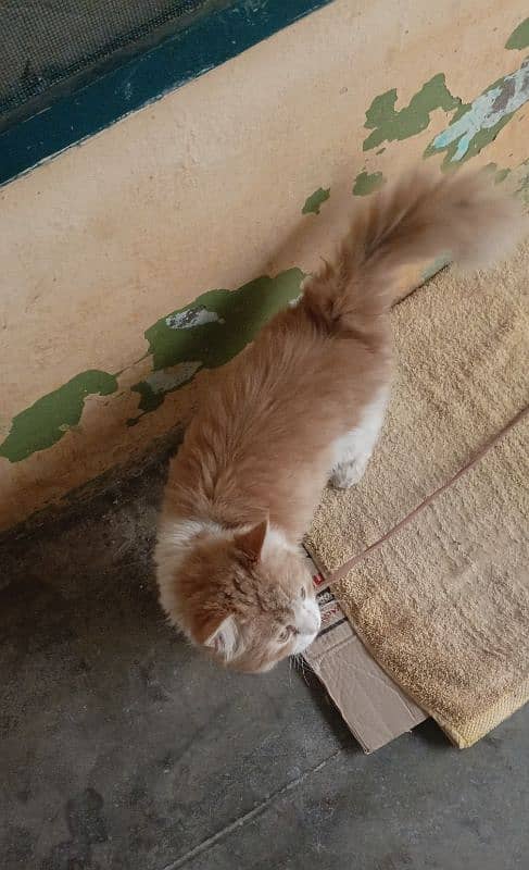 Male Persian cat 3