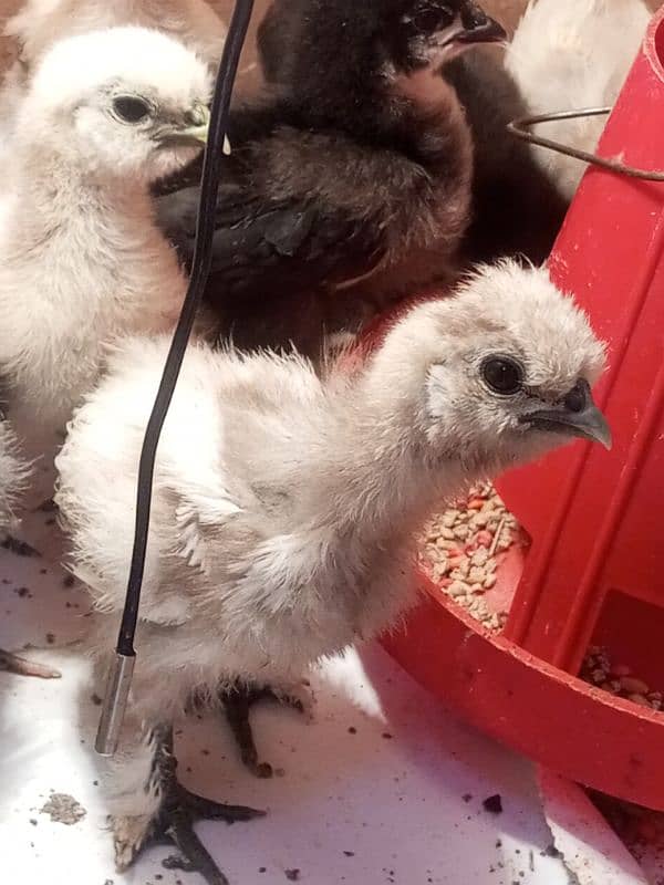 silky silver black Australorp Gray toung black bentim 2