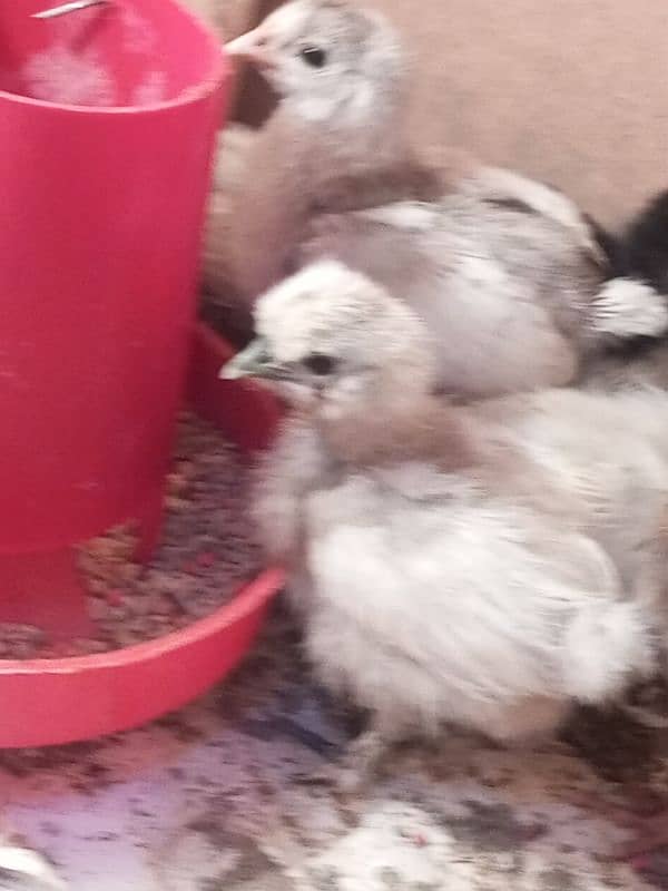 silky silver black Australorp Gray toung black bentim 3