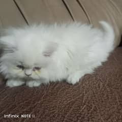 pure Persian peki blood line full bhaloo and fluffy kitten