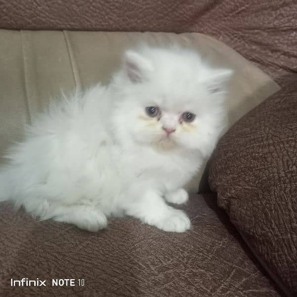 pure Persian peki blood line full bhaloo and fluffy kitten 1