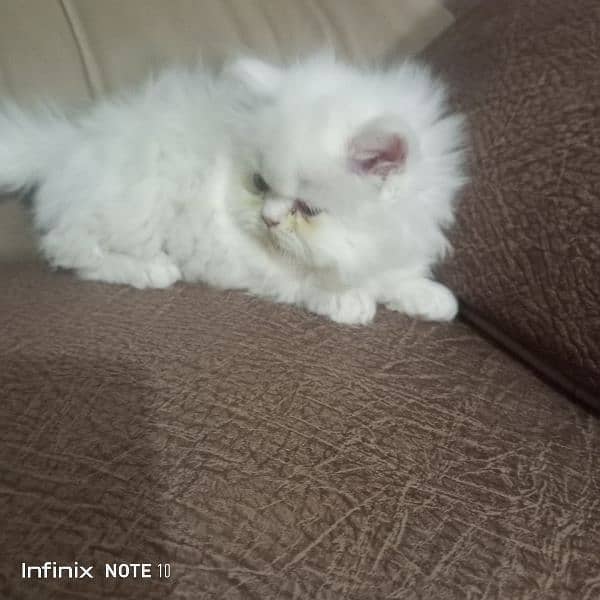 pure Persian peki blood line full bhaloo and fluffy kitten 2