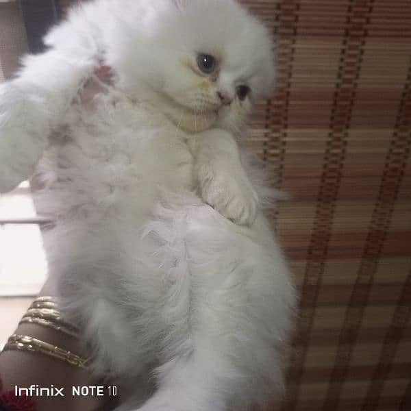 pure Persian peki blood line full bhaloo and fluffy kitten 4