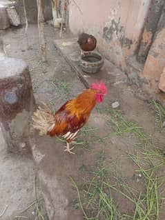 one murg healthy and active for sale