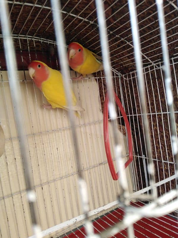 Cage and love birds pair for sale 3