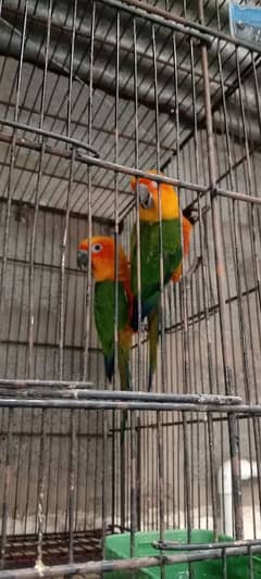 Red factor Sun Conure pair first time 2 eggs diey