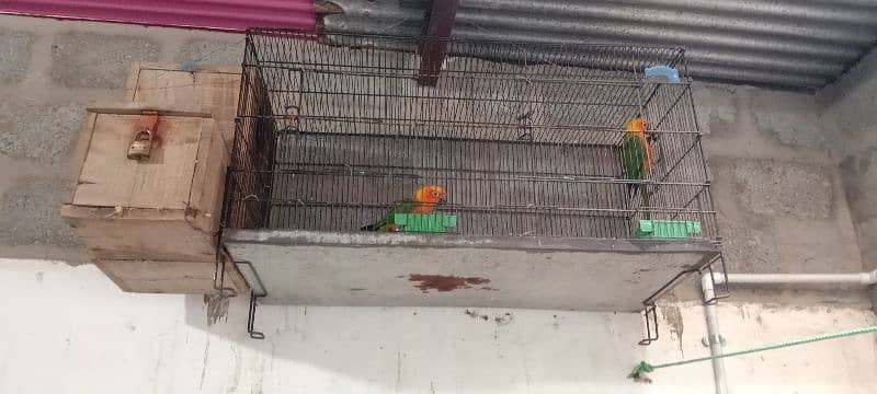 Red factor Sun Conure pair first time 2 eggs diey 3