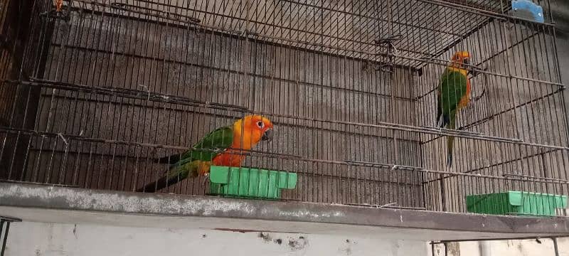 Red factor Sun Conure pair first time 2 eggs diey 4