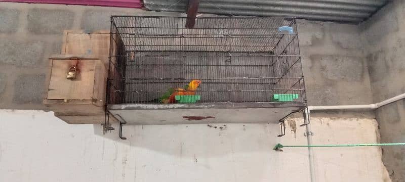 Red factor Sun Conure pair first time 2 eggs diey 5