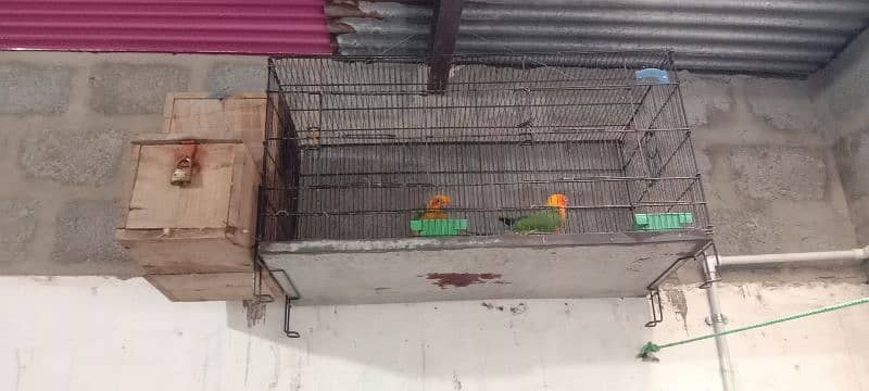 Red factor Sun Conure pair first time 2 eggs diey 6