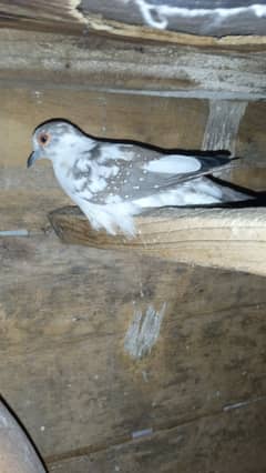 Diamond pied Wash Quality birds