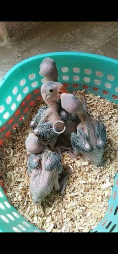 ringneck chicks for sale