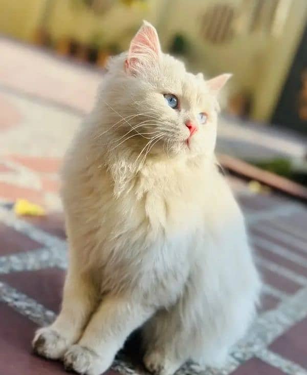 Pure Fluffy Persian cat 1