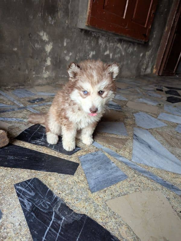 Siberian husky male puppy for sale 0