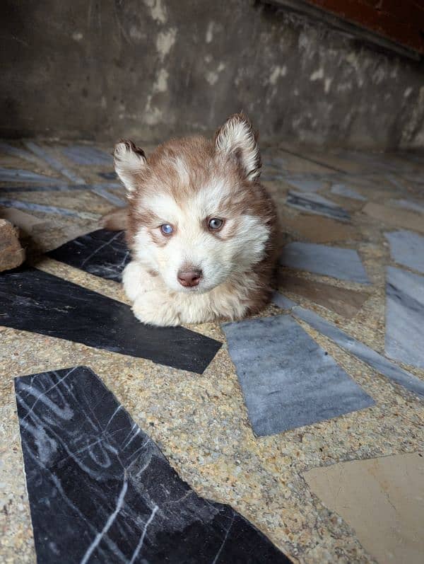 Siberian husky male puppy for sale 1