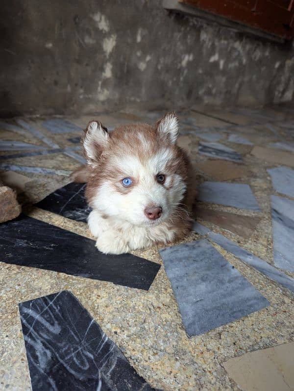 Siberian husky male puppy for sale 2