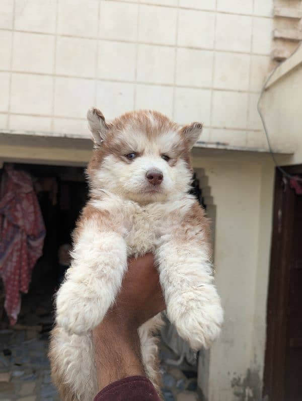 Siberian husky male puppy for sale 3