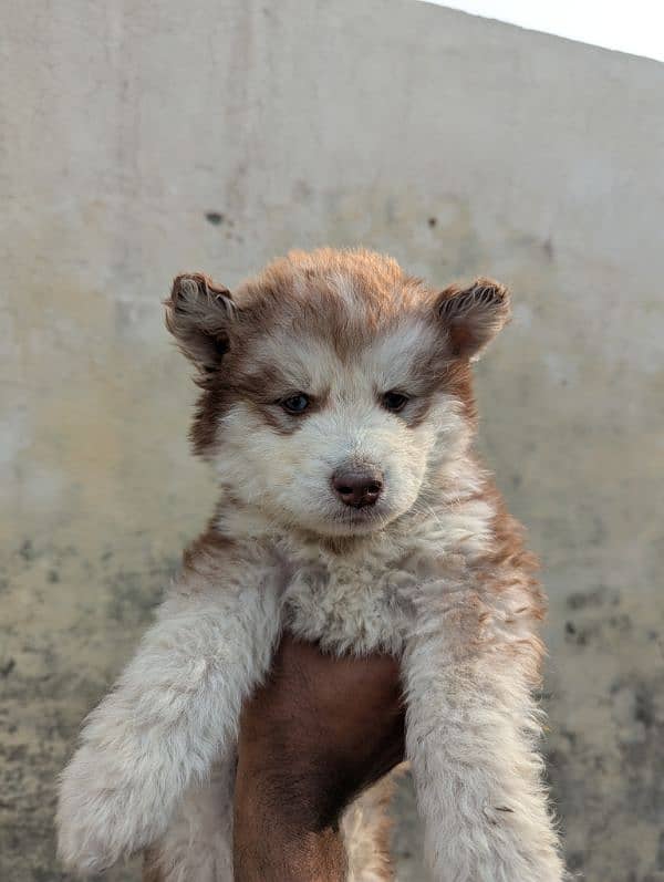 Siberian husky male puppy for sale 4