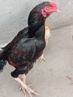 aseel pair for sale 3 pice with cage