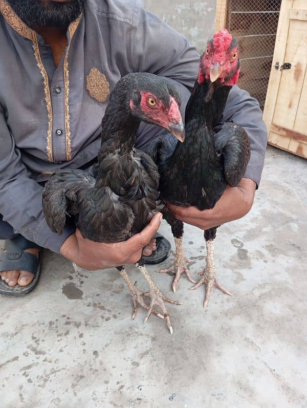 aseel pair for sale 3 pice with cage 2