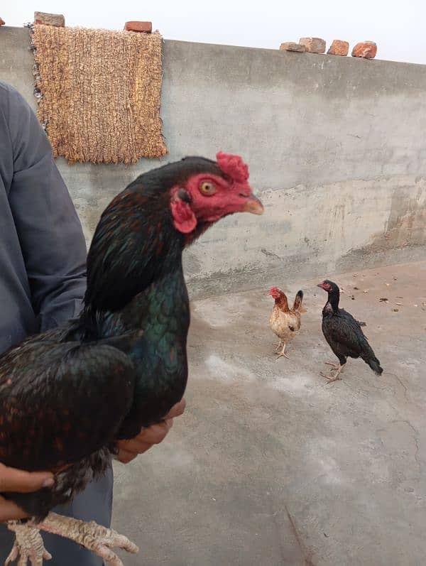 aseel pair for sale 3 pice with cage 8