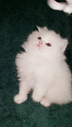 Persian cats My WhatsApp 03015880301