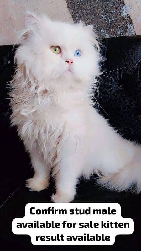 Persian cats My WhatsApp 03015880301 2