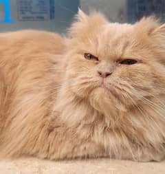 Semi Punched Persian