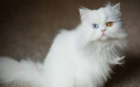 Persian cats My WhatsApp 03015880301