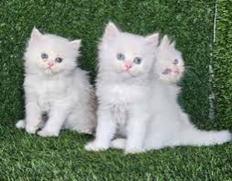 Persian cats My WhatsApp 03015880301 3