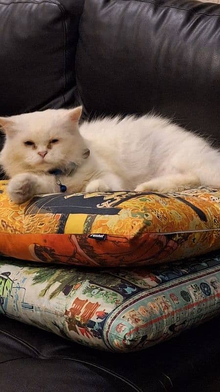 persian cat 1