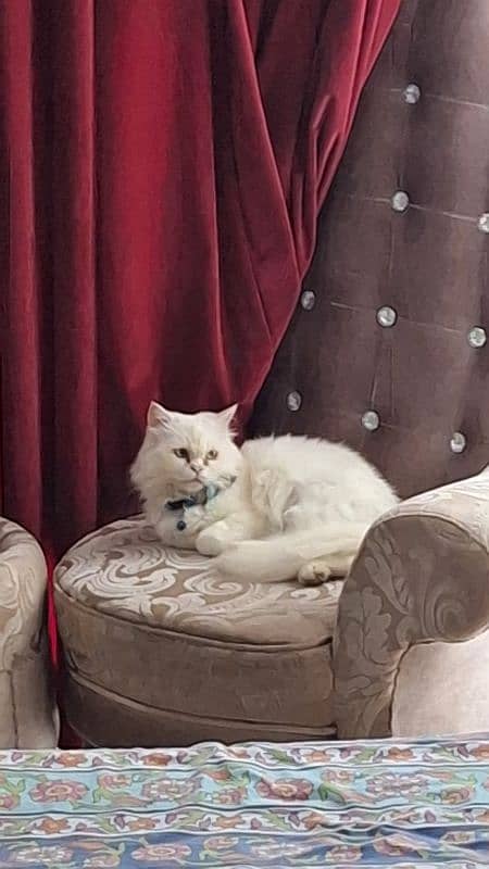 persian cat 3