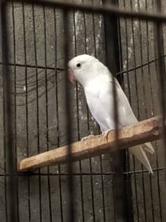 Black Eye Albino Paper White Lovebird