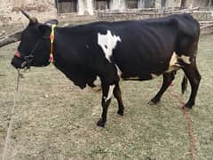 4teeth milking cow for sale 03193397589