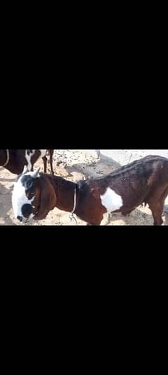 beetal desi Cross Bakri Is for Sale