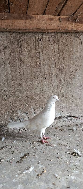 low flyer pigeon 1