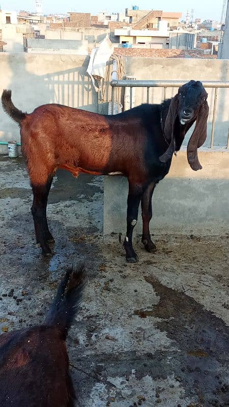 Breeder Nagra Bakra Hight 41 1