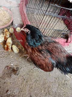 Aseel hen with Chicks