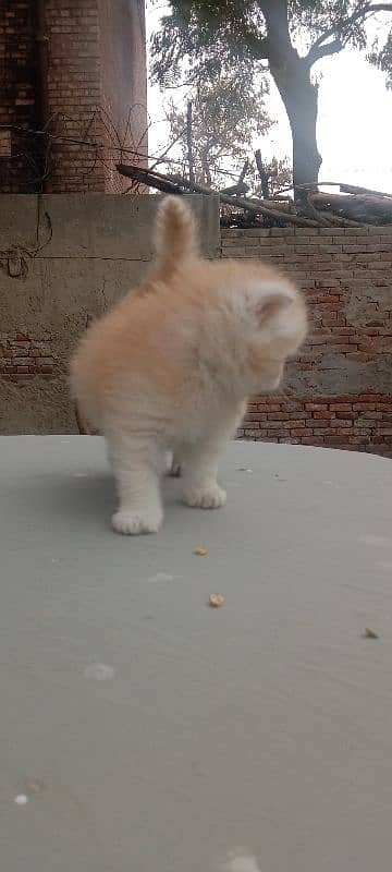 heavy long Cote kitten good health and active 3