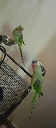 raw parrot talking pair for sale