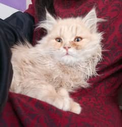 Brown Persian Male Kitten | full Active