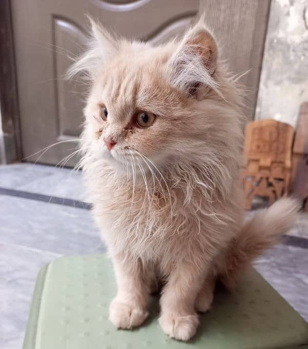 Brown Persian Male Kitten | full Active 1