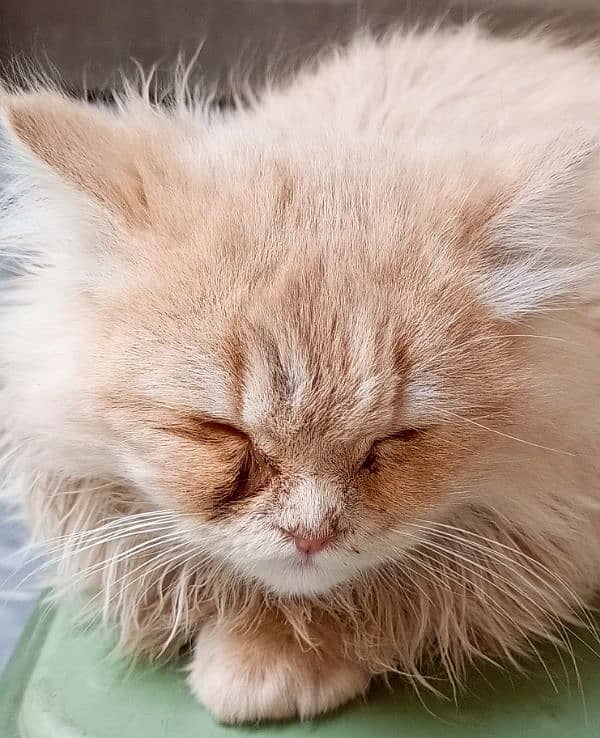 Brown Persian Male Kitten | full Active 2