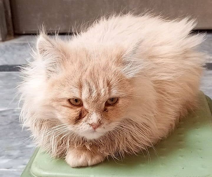 Brown Persian Male Kitten | full Active 3