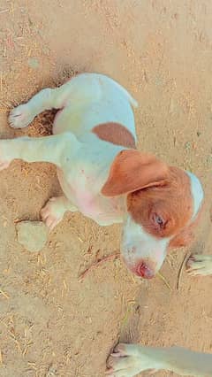 Painter female dog for sell Age is the month of vaccination