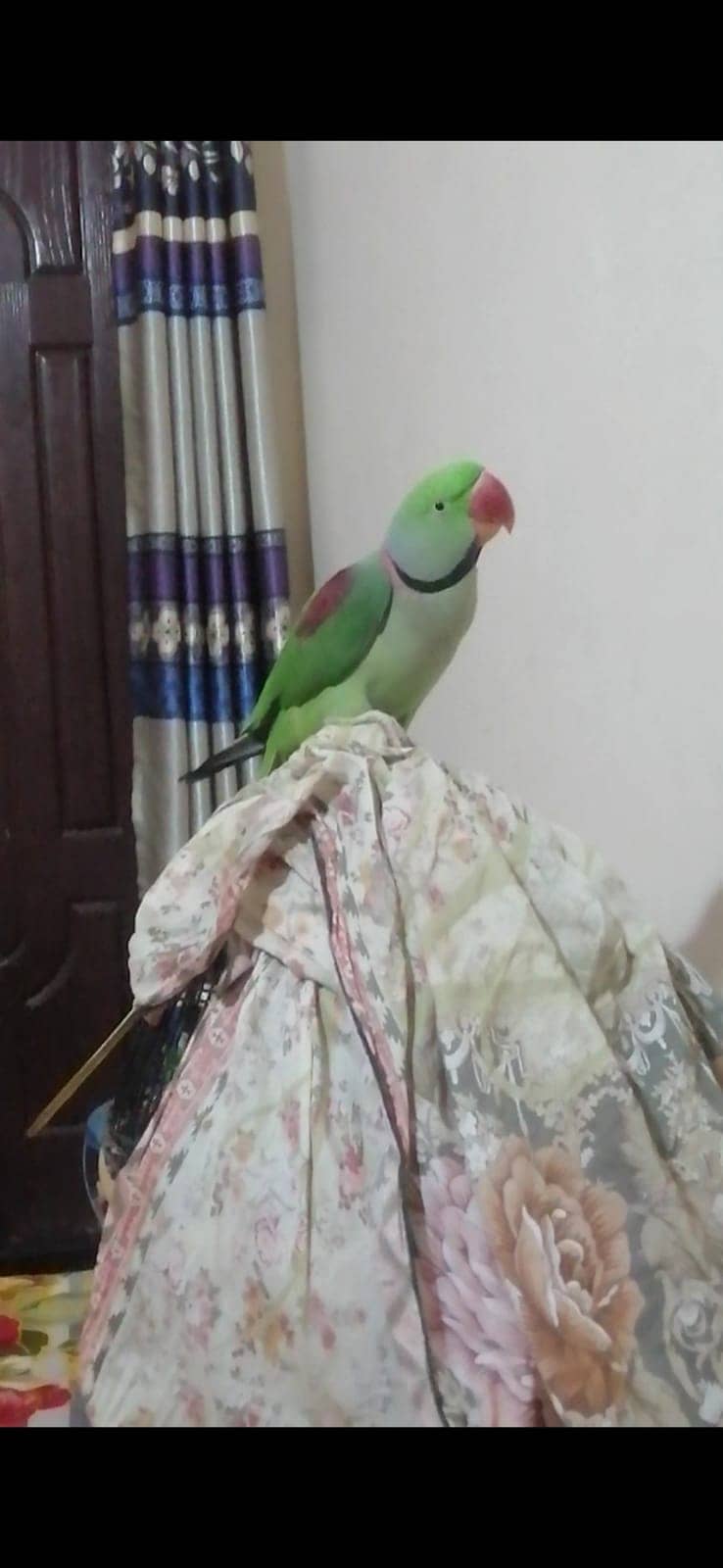 Raw male parrot breeder 0