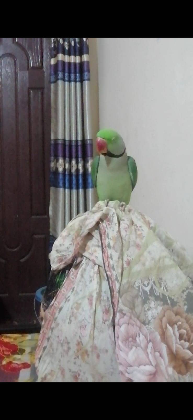 Raw male parrot breeder 1