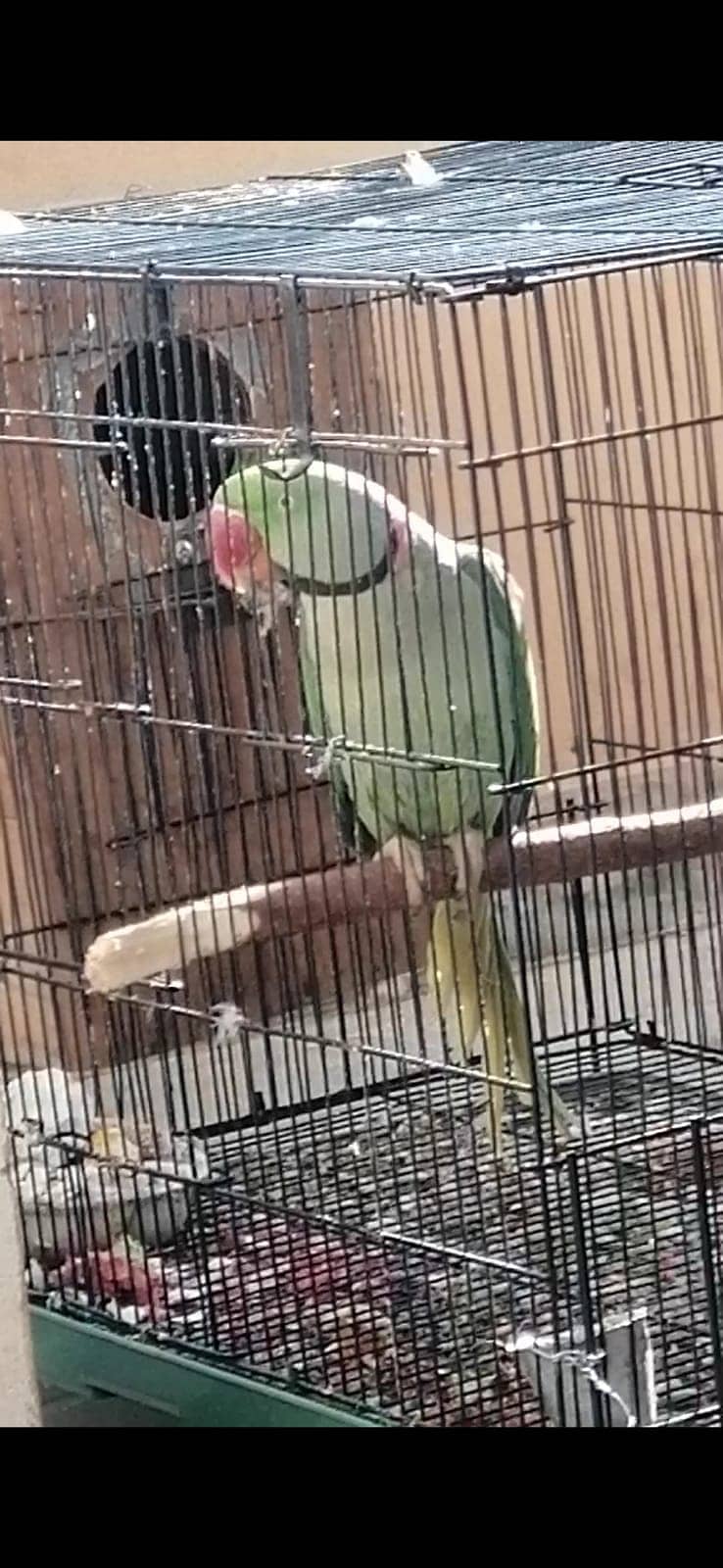 Raw male parrot breeder 3