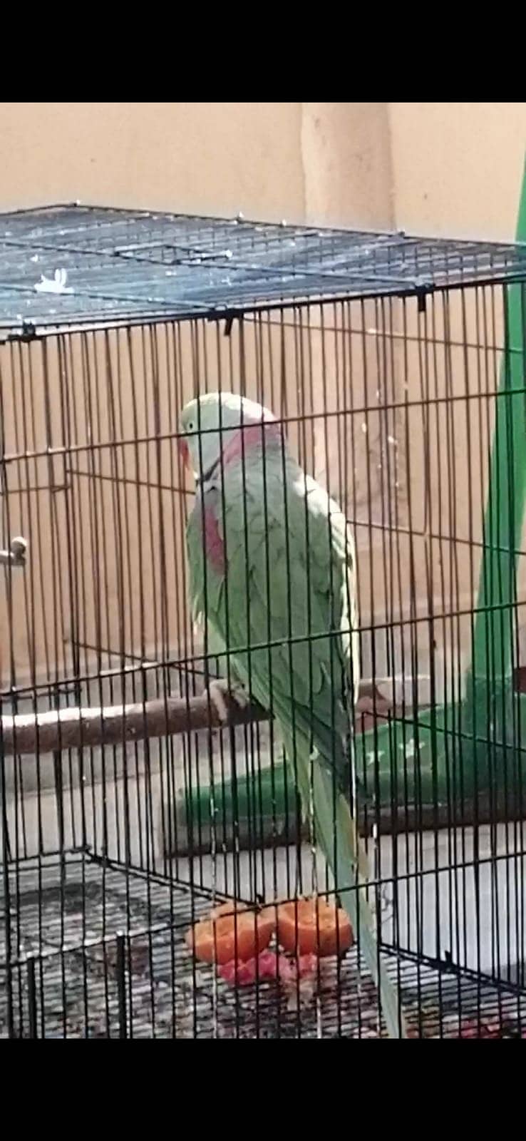 Raw male parrot breeder 4